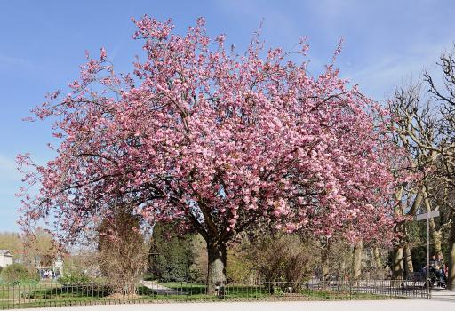 Cherry Blossom