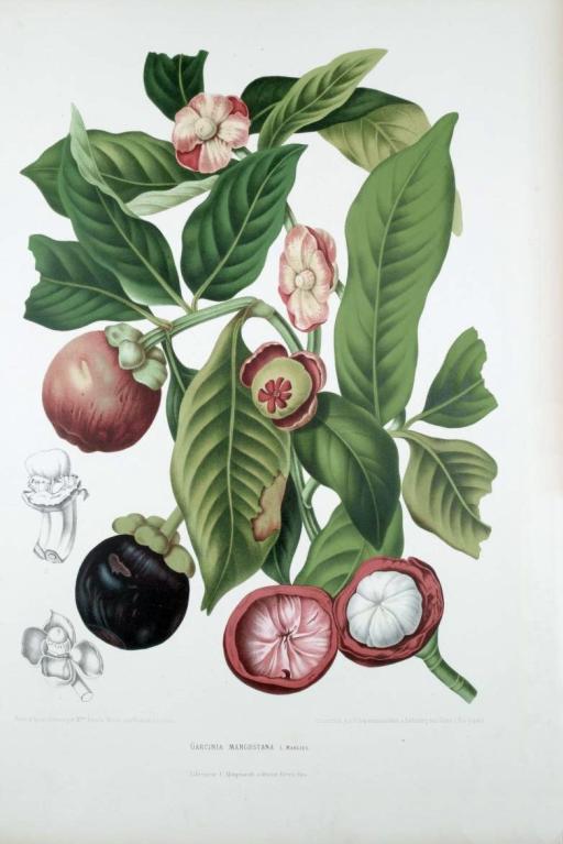 Purple Mangosteen