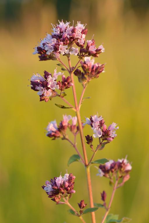 Common Oregano