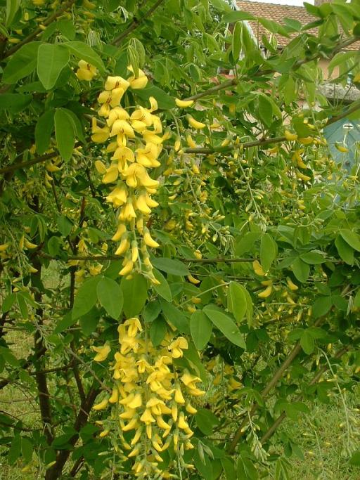 Common Laburnum
