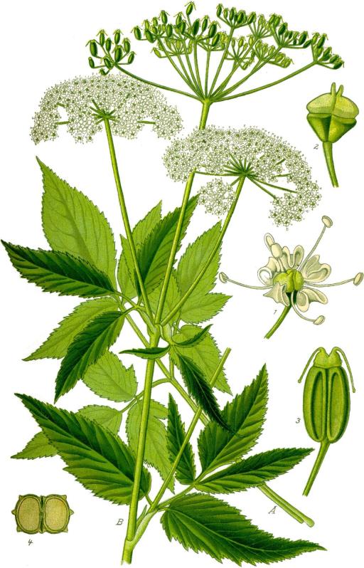 Ground elder