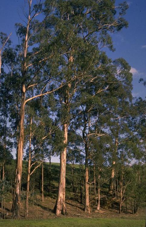 Eucalyptus