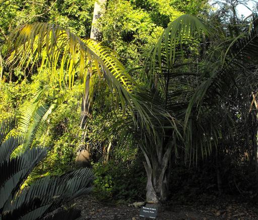 Majestic Palm