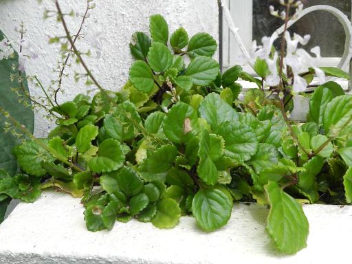 Swedish Ivy