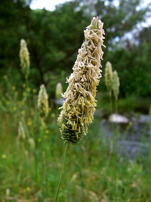 Lawngrass