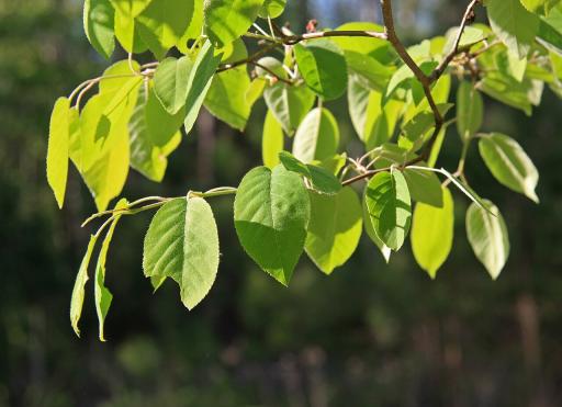 Common serviceberry