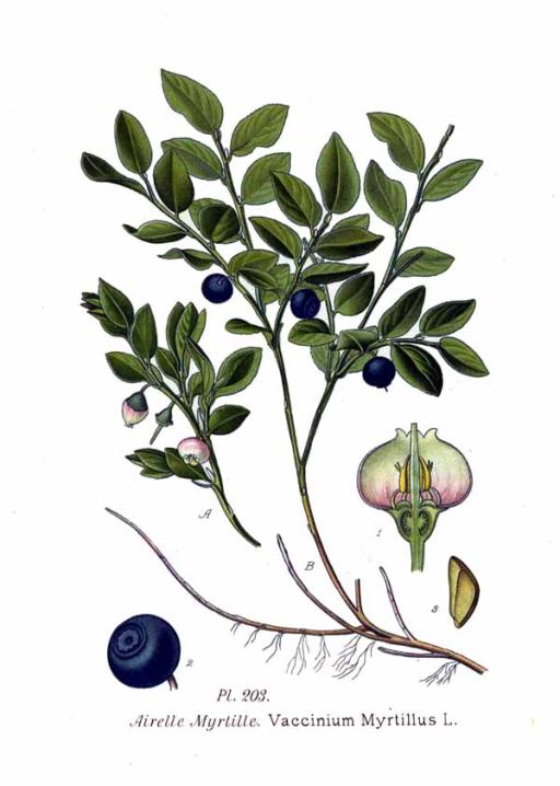 European Bilberry