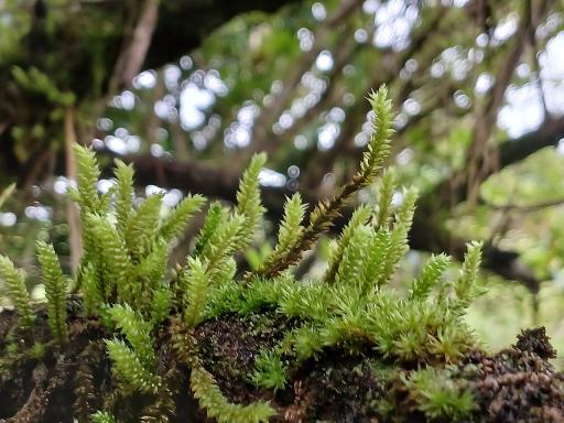 Moss