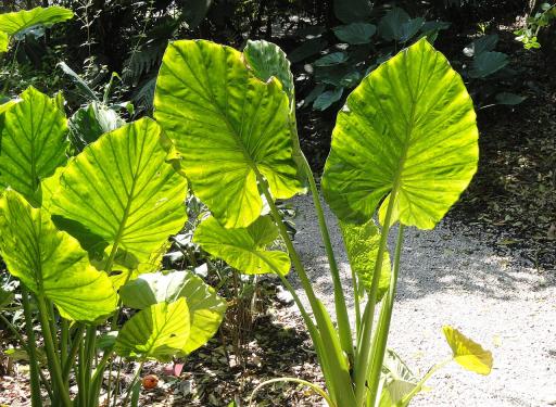 Alocasia