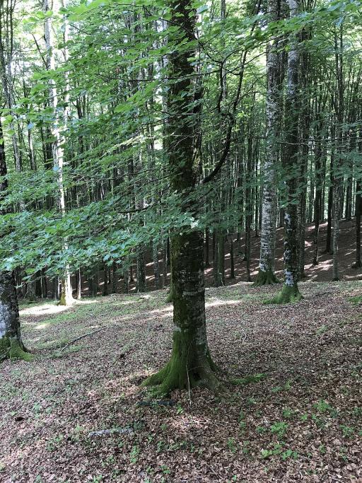 European Beech
