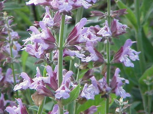 Sage / Salvia
