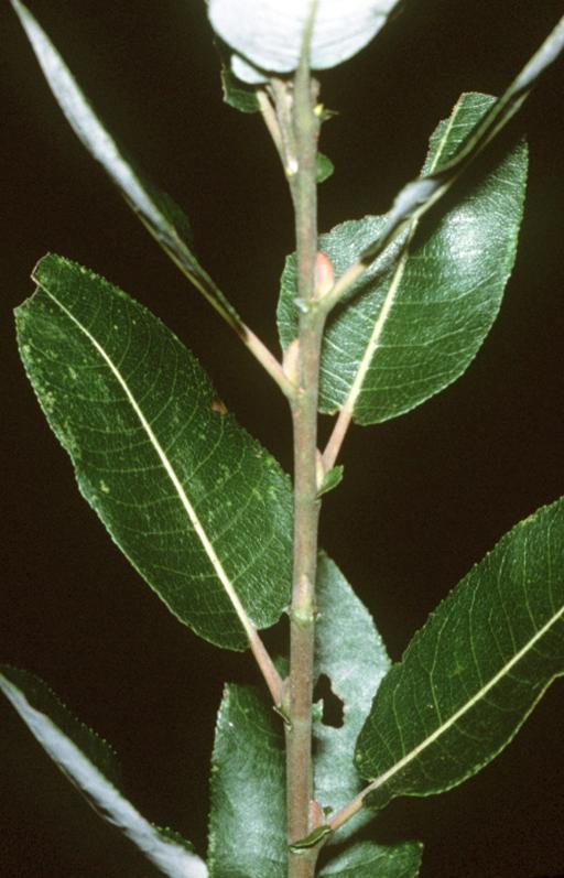 Pussy willow