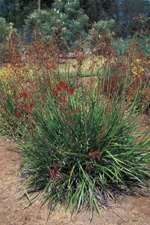 Kangaroo paws