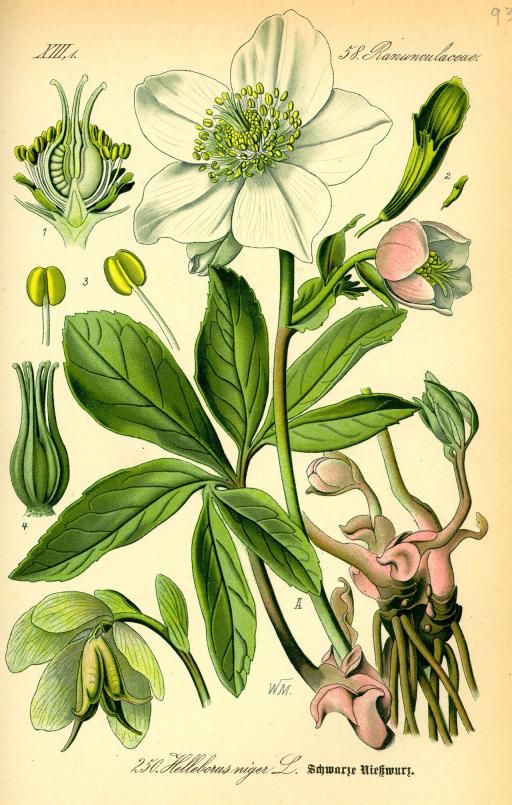 Hellebore