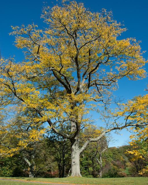 Honey Locust