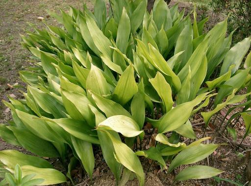 Cast Iron Plant