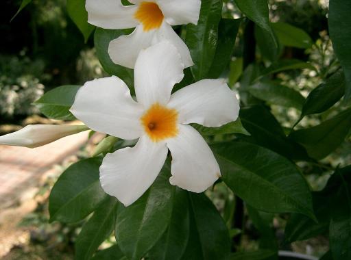 Dipladenia