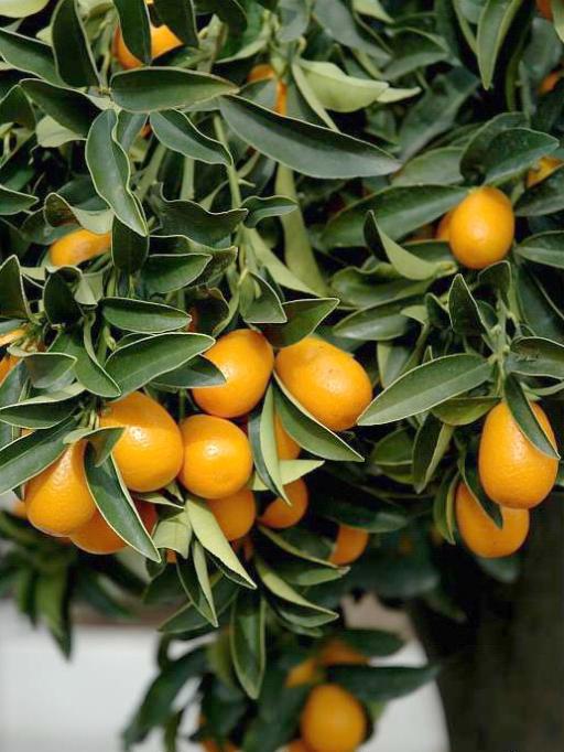 Oval Kumquat