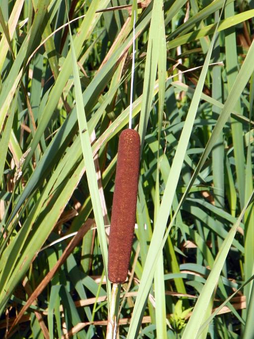 Cattail