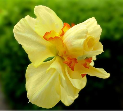 Daffodil