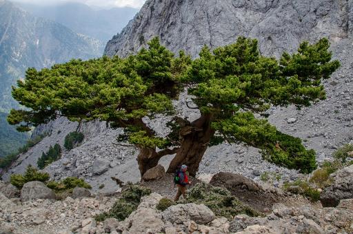 Mediterranean Cypress