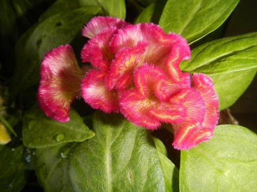 Comb Flower