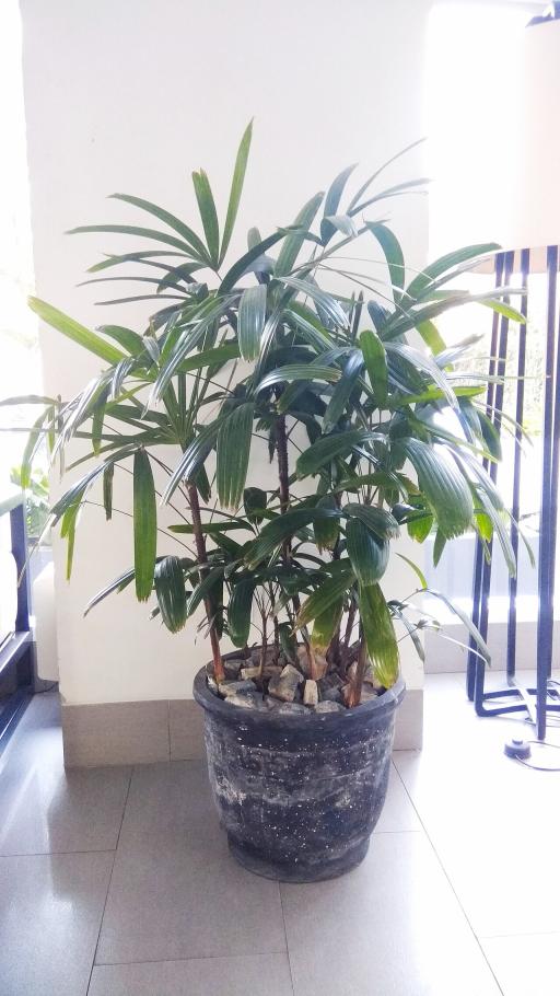 Broadleaf lady palm