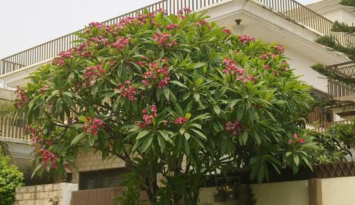 Plumeria