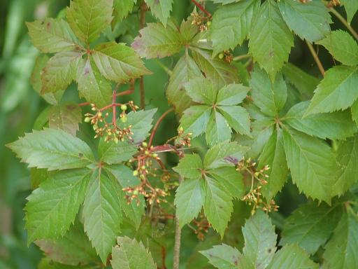 Virginia creeper