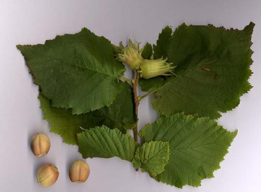 Common Hazel