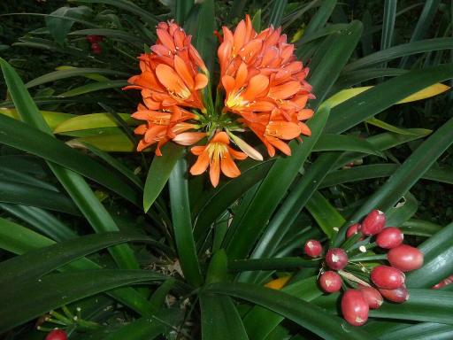 Clivia