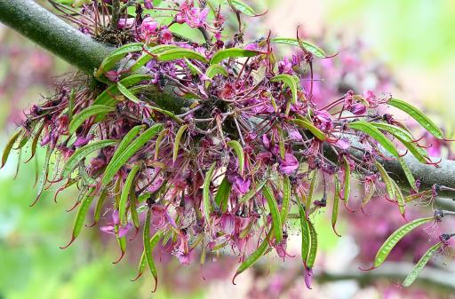 Judas Tree