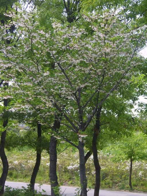 Japanese Snowbell