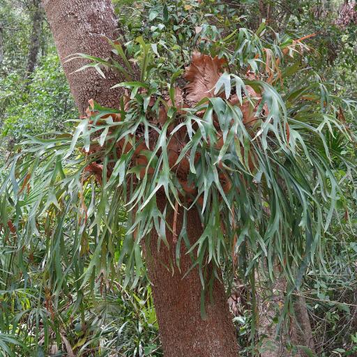 Staghorn fern