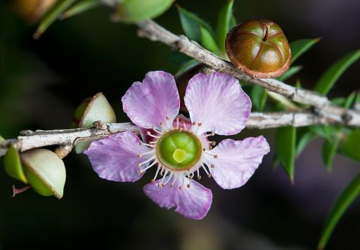 Tea Tree