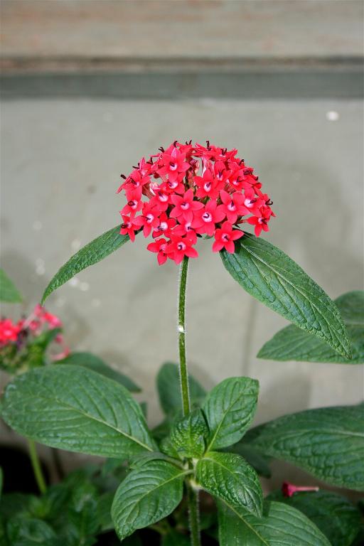 Pentas