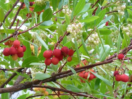 Strawberry Tree