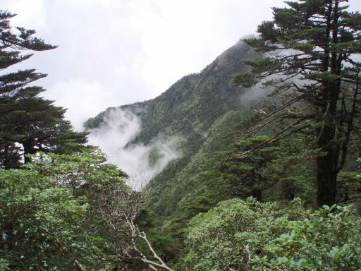 Rhododendron