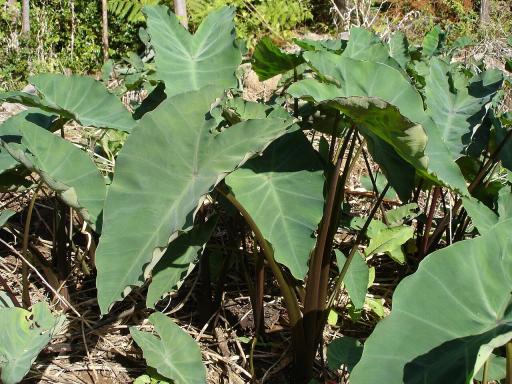 Elephant Ear