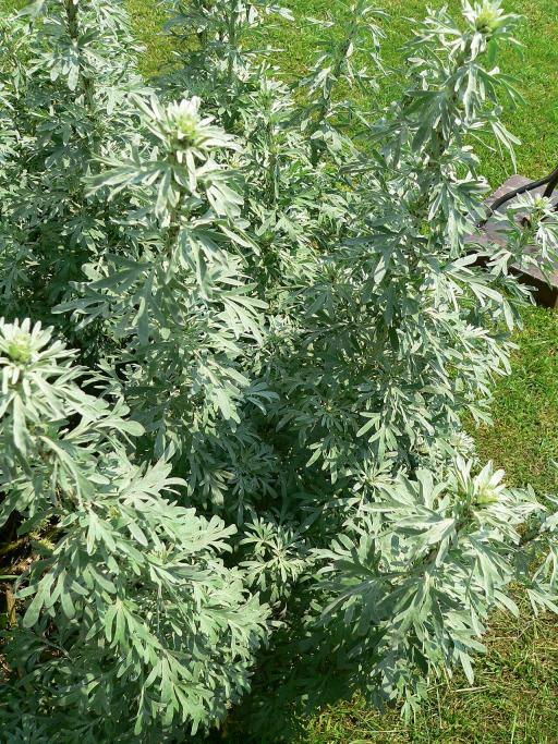 Common wormwood