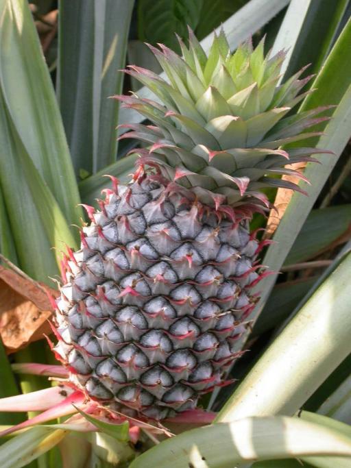 Bromeliad