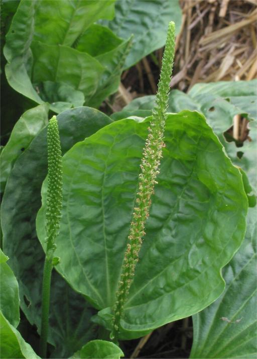 Plantain