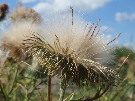 Thistles
