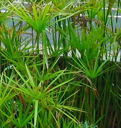 Umbrella Plant
