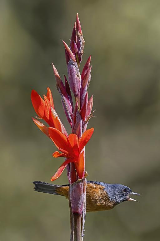 Canna Lily