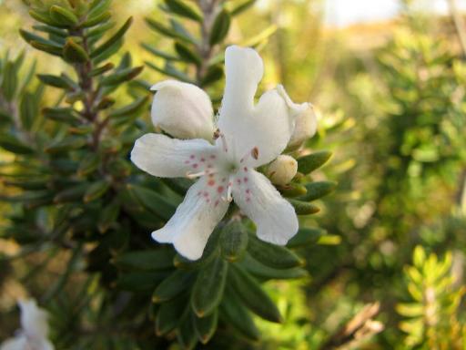 Westringia