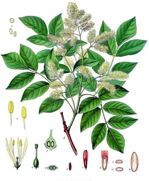 Ash Tree