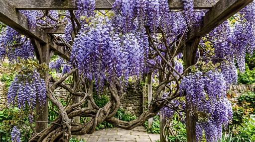Wisteria