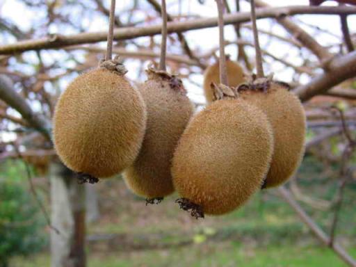 Fuzzy Kiwifruit Vine