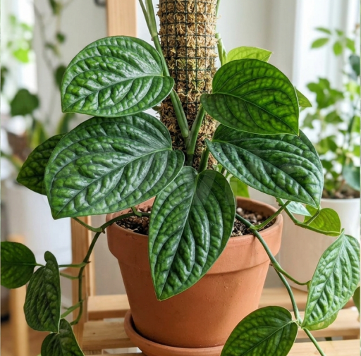 Peru Monstera